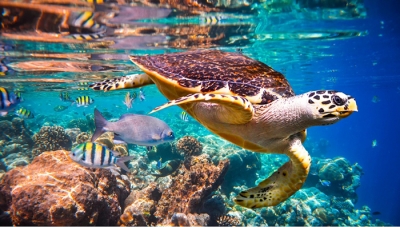 Cheap Holidays to Cairo and Marsa Alam